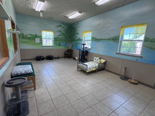 Deluxe Cat Room at All Creatures Veterinary Lodge